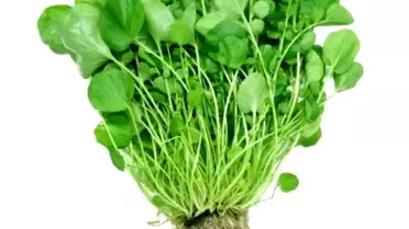 Tere'de Ispanaktan Daha Çok Demir Var !!