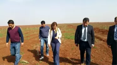 Elbeyli İlçesinde Sertifikalı Fıstık Üretecek