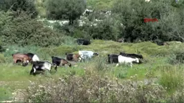 Bodrum Endurocu Çoban Sürüsünü Motosikletle Güdüyor