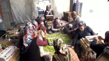 Silifke'de İlk Erik Hasadı Yapıldı