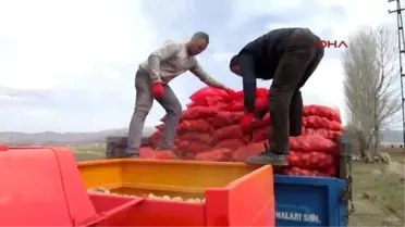 Sandıklı'da Patates Üreticileri Sezona Umutlu Başladı