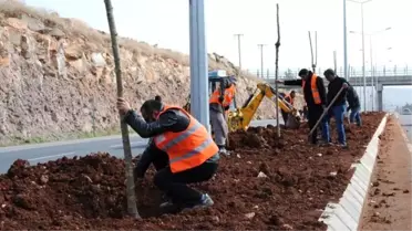 Urfa'da 163 Bin Fidan Toprakla Buluşacak