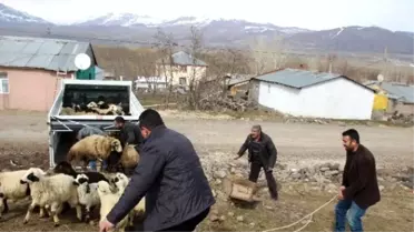 Varto'da Koyun Dağıtımı