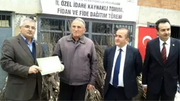 Çiftçilere Ceviz Fidanı Dağıtıldı