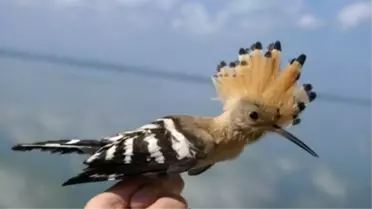 14 Yılda 105 Bin Kuşu Halkaladılar