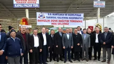 Denizli'de Üreticilere 250 Gebe Düve Dağıtıldı