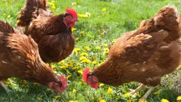 Öğretmenin Tavuk Sevgisi, Çiftlik Kurdurdu