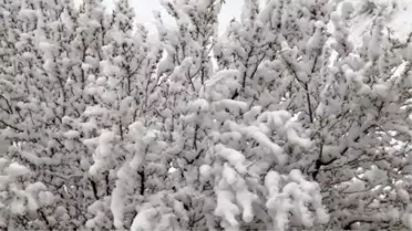 Nevşehir'de Meyve Ağaçlarını Don Vurdu