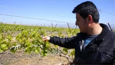 Üzüm Bağlarını Don Vurdu