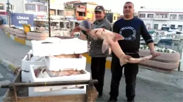 Balıkçının Ağına Takılan Balıklar Şaşırttı