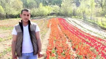 Bartın'da Lale Devri
