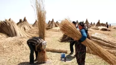 Eber Gölü'nde Kamış Hasadı Başladı