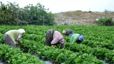 Eskiden Göç Veren Köyler Çilek Sayesinde Göç Alıyor