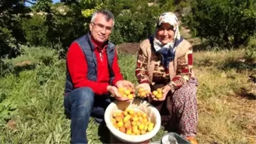 Kayısı Hasadı Mersin'de Başladı