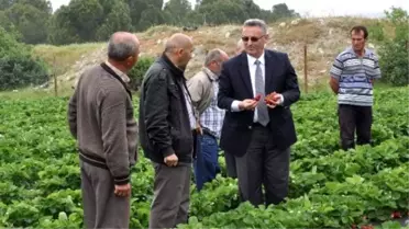 Manisa Tarımının Yükselen Yıldızı: Çilek