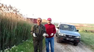 Salihli'de Tilkilere Yönelik Aşı Tablet Uygulaması