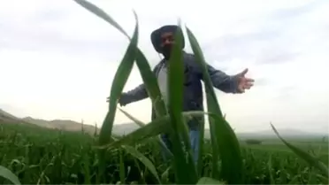 Buğdayda 'Sarı Pas' Uyarısı