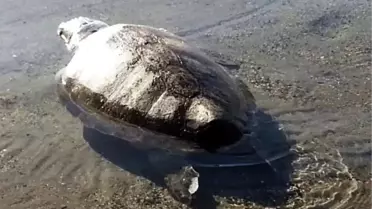 Caretta Caretta Ölü Bulundu
