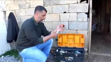 Büyükbaş Hayvanlara Yayla Öncesi Tırnak Bakımı
