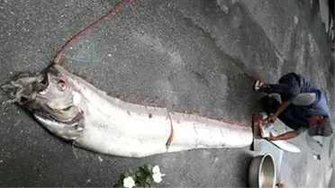 Tayvanlı Balıkçının Ağına Devasa Balık Takıldı