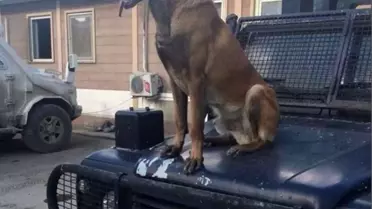 PÖH Köpeği Barut, PKK'lılar Tarafından Öldürüldü