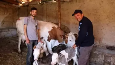 Eskişehir'in Seyitgazi İlçesinde Bir İnek Üçüz Doğurdu
