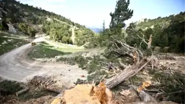 Otomobil Geçecek Diye Ağaçlar Kesildi