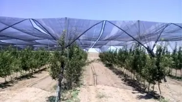 Güneş Enerjili Destekli Organik Elmalar Yolda