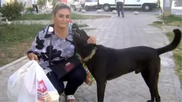 Emekli Maaşın Yarısını Sokak Hayvanlarına Ayırıyor
