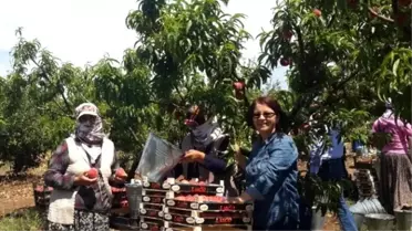 Aydın'da Şeftali Entegre Bahçelerinde Hasat Başladı