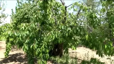 Kirazı Zirai Don Vurdu