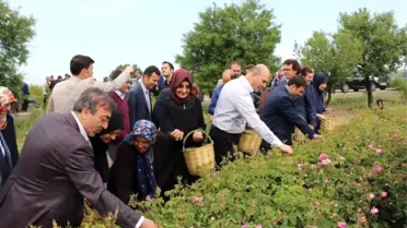 Bakan Soylu, Gül Topladı