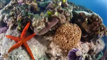 İzmir Körfezi'nin Dibi Rengarenk