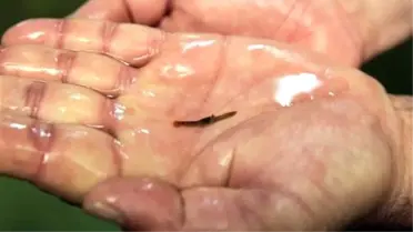 İlk Kez Yetiştiriliyor