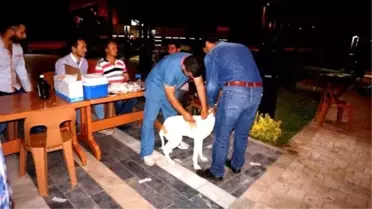 Sarıgöl'de Av Köpeklerine Kuduz Aşısı Yapıldı