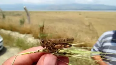 Çekirgeler Ürünlere Zarar Verdi