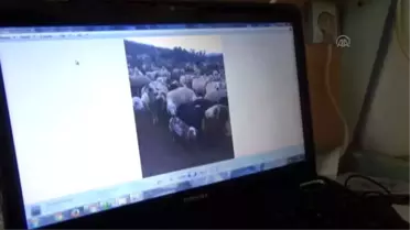 Koyun Dolandırıcılığı İddiası