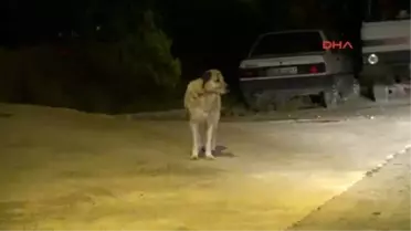 Bursa Evine Giderken Köpeğin Saldırısına Uğradı