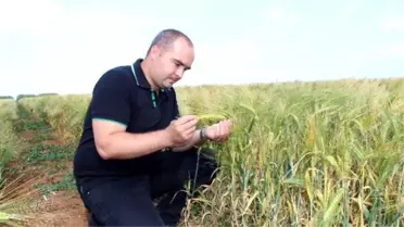 Türkiye'nin Tohumlarına Tekirdağ Damgası