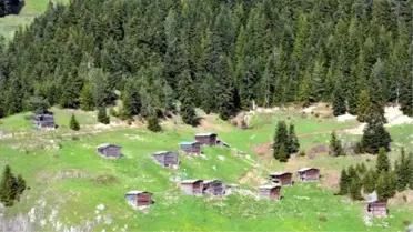 Artvin'de Boz Ayı Envanteri Çalışması