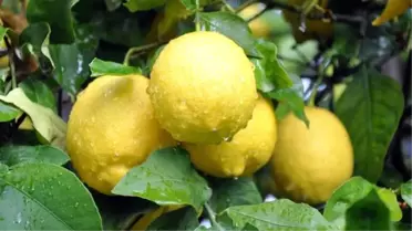 Limon 4 Aydır Yerinde Sayıyor