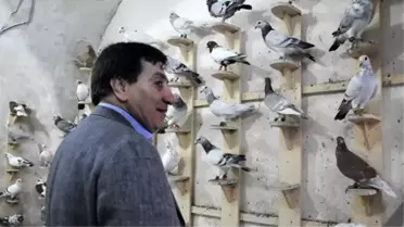 Güvercinler Güzellikleriyle Mest Edecek