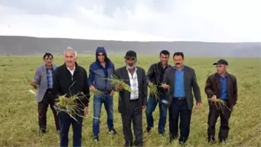 Sivas'ta Dolu Yağışı 35 Bin Dönüm Ekili Alana Zarar Verdi