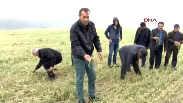 Sivas'ta Dolu Yağışı 35 Bin Dönüm Ekili Alana Zarar Verdi