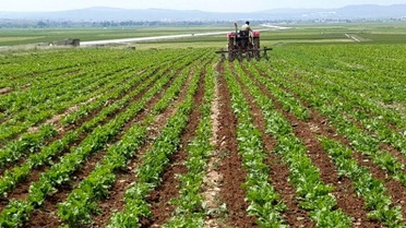 Kayseri Şeker'den Pancar Çiftçilerine 38 Milyon Çapa Avansı Ödendi