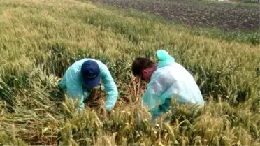 Hububat Ekili Alanlar da Süne Zararlısı Görüldü