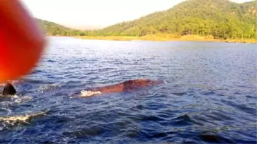 Marmaris'te Balina Heyecanı