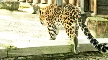 Kafesinden Kaçan Leoparı Uyurken Bulundu