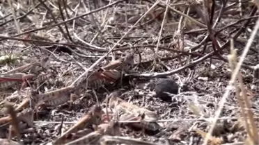 Akseki'de Çekirge ve Bambul Böcekleri Ürünlere Zarar Verdi