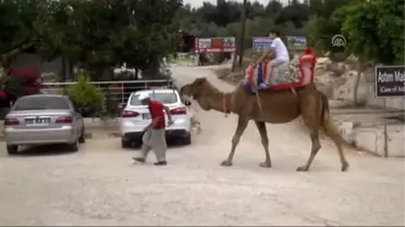 Bastonla Yürüyor, Deveyle Turist Gezdiriyor
